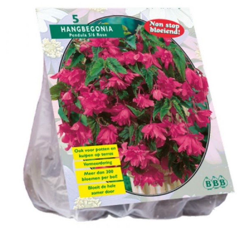 Begonijų svogūnėliai, lot. BEGONIA PENDULA ROZE, 5 vnt-0