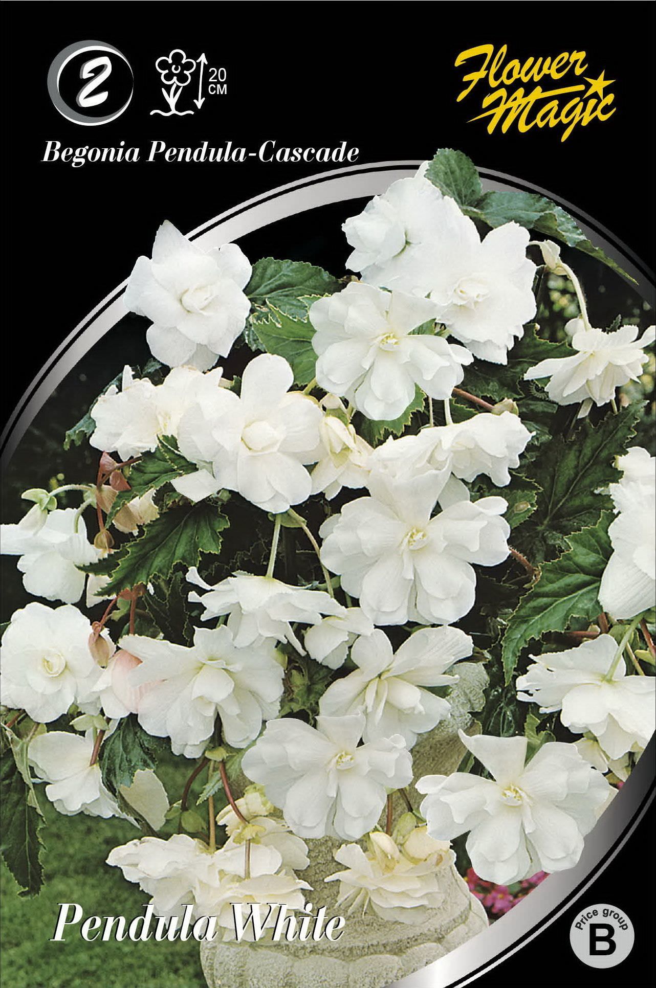 Begonijų svogūnėliai, lot. BEGONIA PENDULA WHITE, 2 vnt.-0