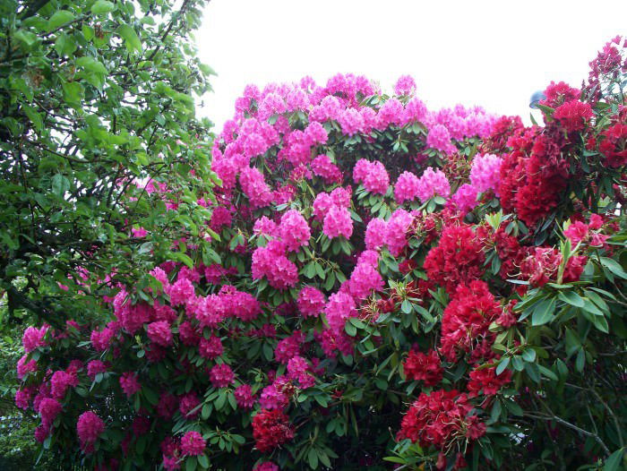 Lauko augalas rododendras, Ø 23, 65 cm, lot. Rhododendron XXL-0