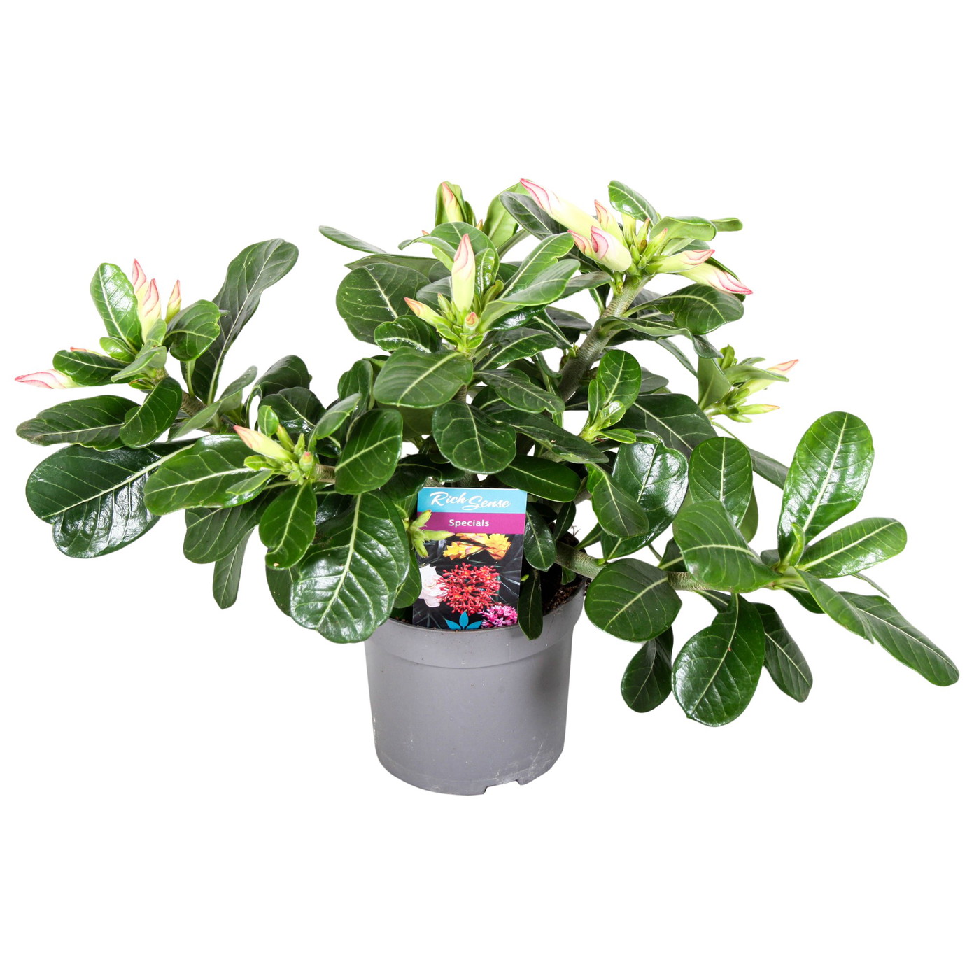 Vazoninis augalas tinūtras, Ø 13, 25 cm, lot. ADENIUM OBES PINK STAR-0