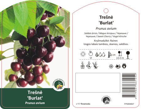 Vaismedis trešnė BURLAT, lot. PRUNUS AVIUM-0