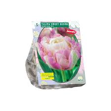 Tulpių svogūnėliai, lot. TULIPA SWEET DESIRE, 5 vnt-0