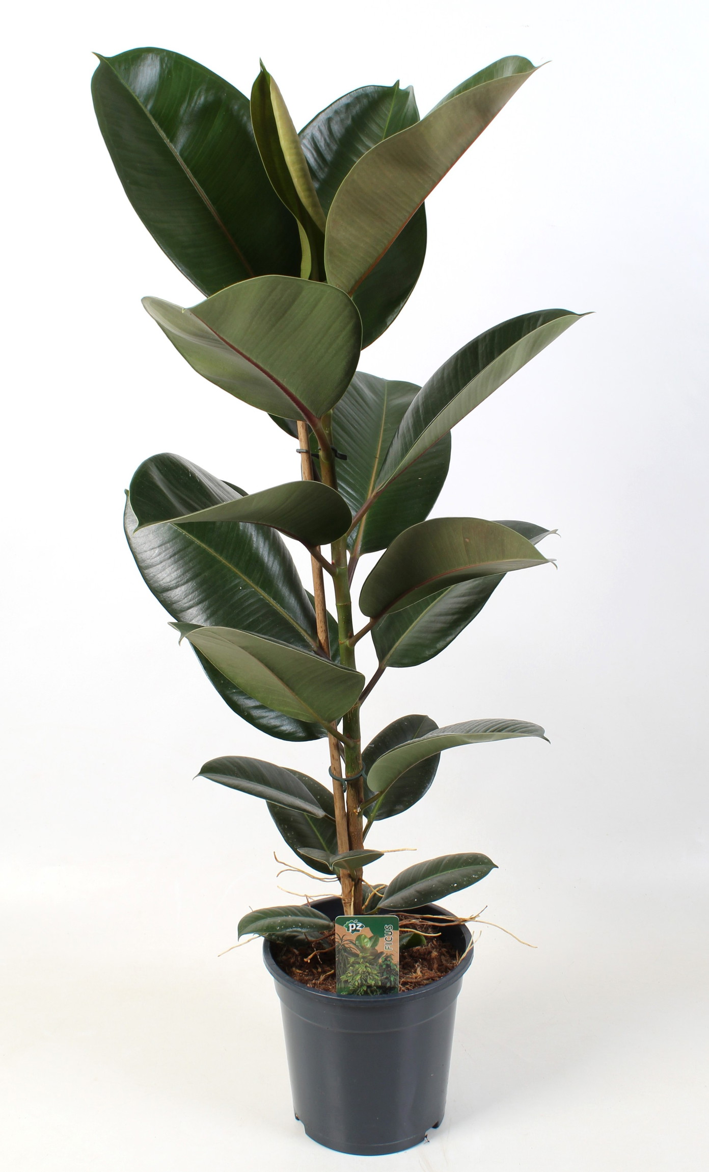 Vazoninis augalas fikusas, Ø 21, 65 cm, lot. FICUS ELASTICA-0