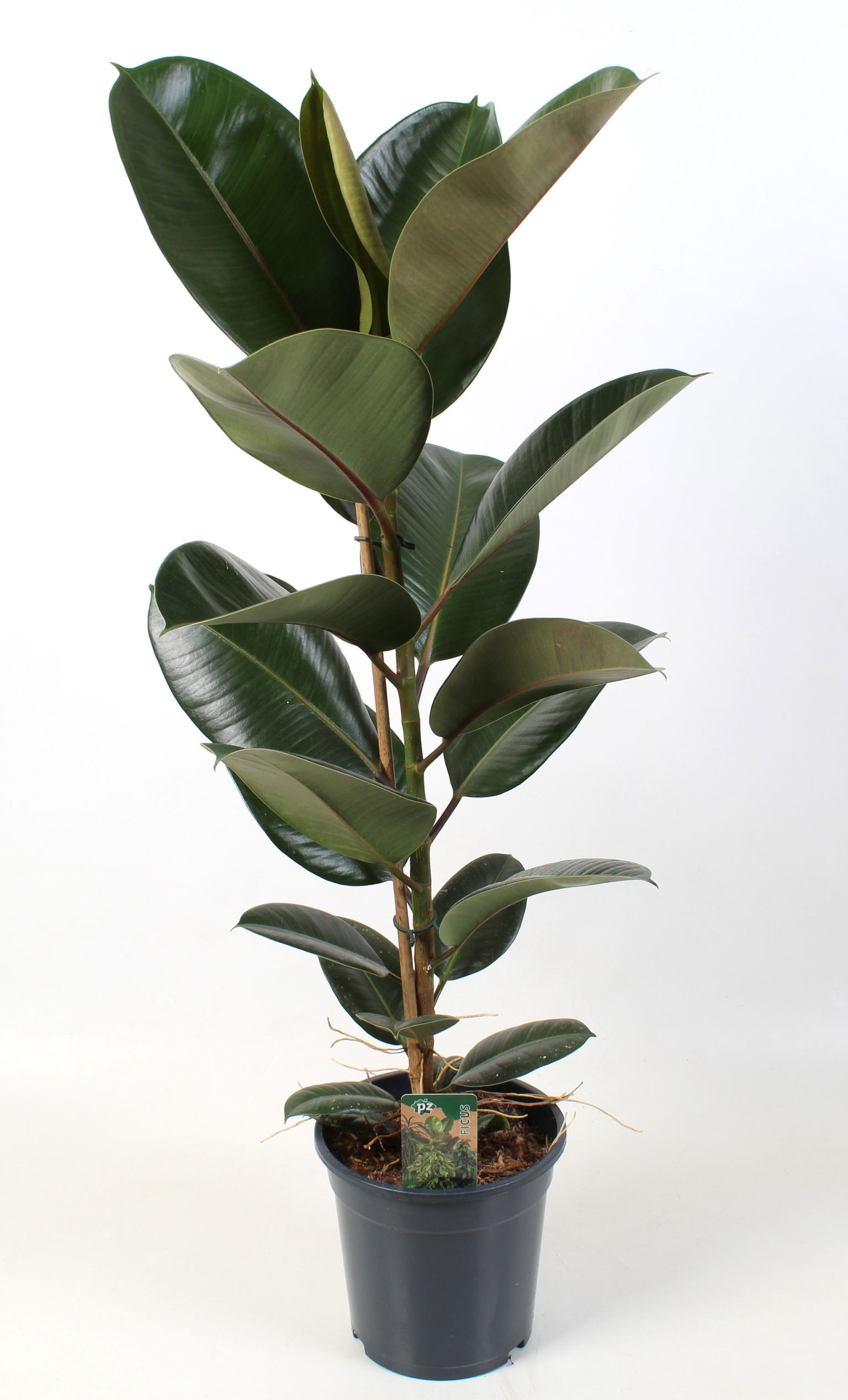 Vazoninis augalas fikusas, Ø 21, 65 cm, lot. FICUS ELASTICA-0