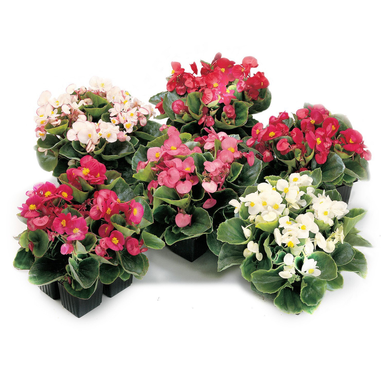 Lauko augalas gumbinė begonija, Ø 12, 15 cm, lot. BEGONIA-0
