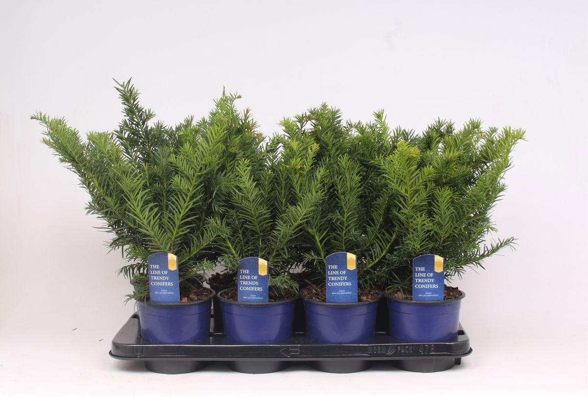 Lauko augalas europinis kukmedis, Ø13, 25 - 30 cm lot. TAXUS BACCATA REPANDENS