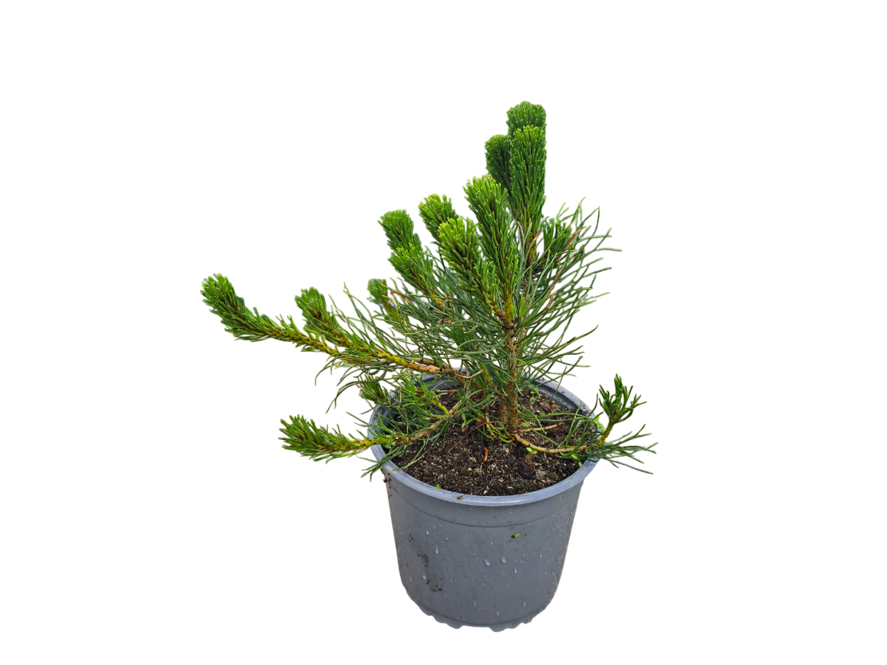 Lauko augalas kalninė pušis, Ø 19, 30 cm, lot. Pinus-0