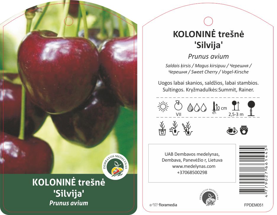 Vaismedis trešnė KOLONINĖ SILVIJA, lot. PRUNUS AVIUM-0