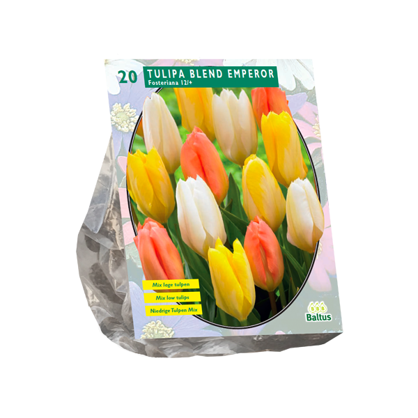 Tulpių svogūnėliai, lot. TULIPA BLEND EMPEROR, 15 vnt-0