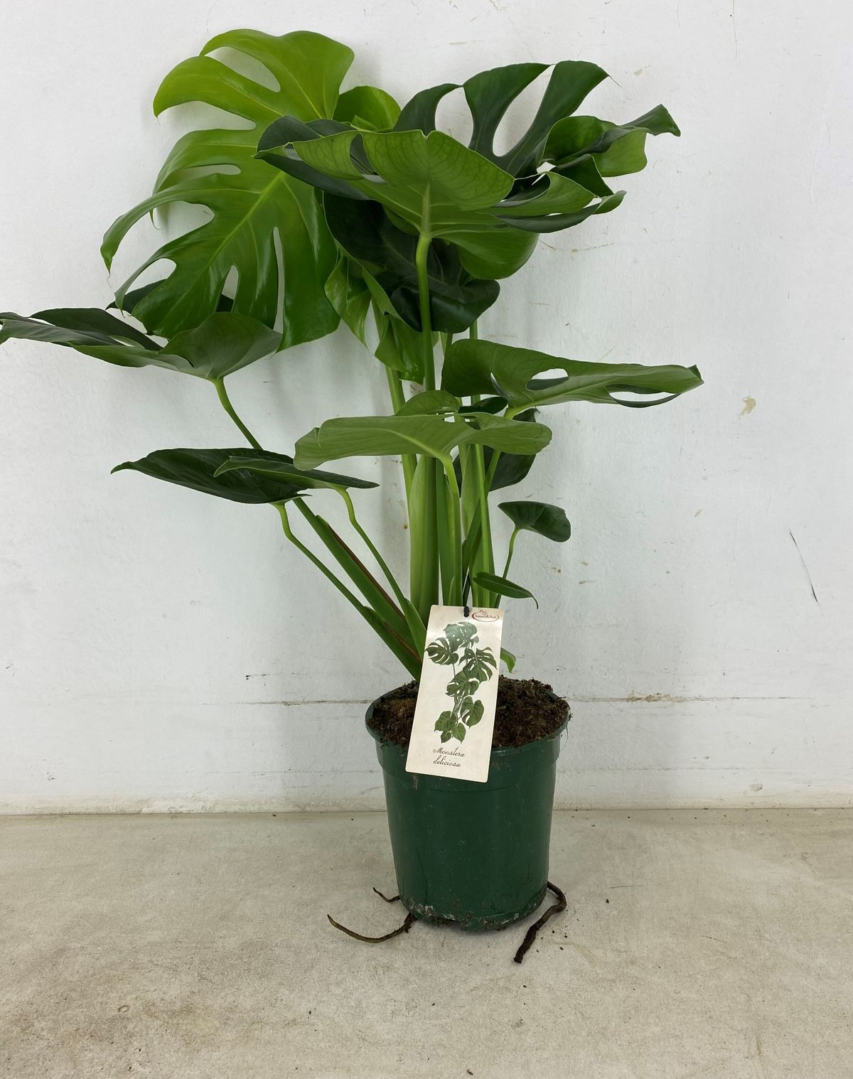 Vazoninis augalas monstera, Ø19, 70 - 80 cm, lot. MONSTERA DELICIOSA-0