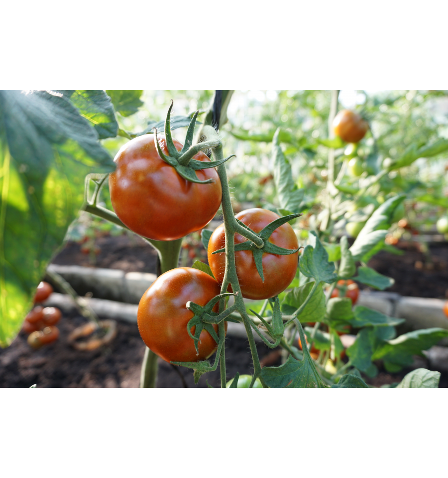 Valgomųjų pomidorų sėklos BRUNITO H, 0,1 g - 2