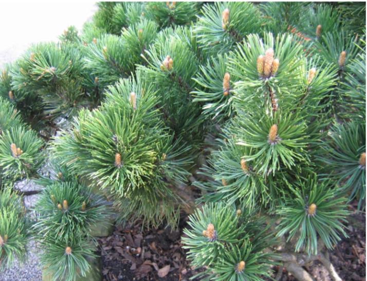 Lauko augalas baltoji eglė CONICA, Ø 15, 40 cm, lot. PICEA GLAUCA CONICA