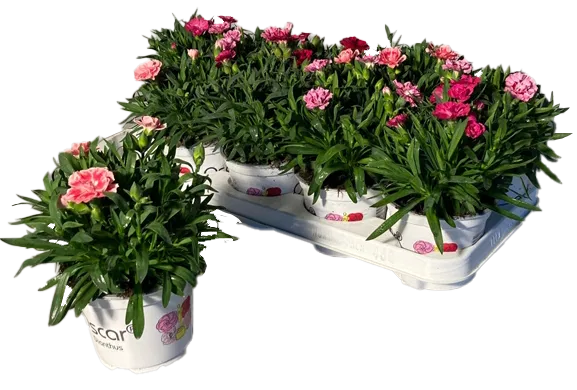 Lauko augalas gvazdikas,  Ø 12, 15 cm,  lot. DIANTHUS-0