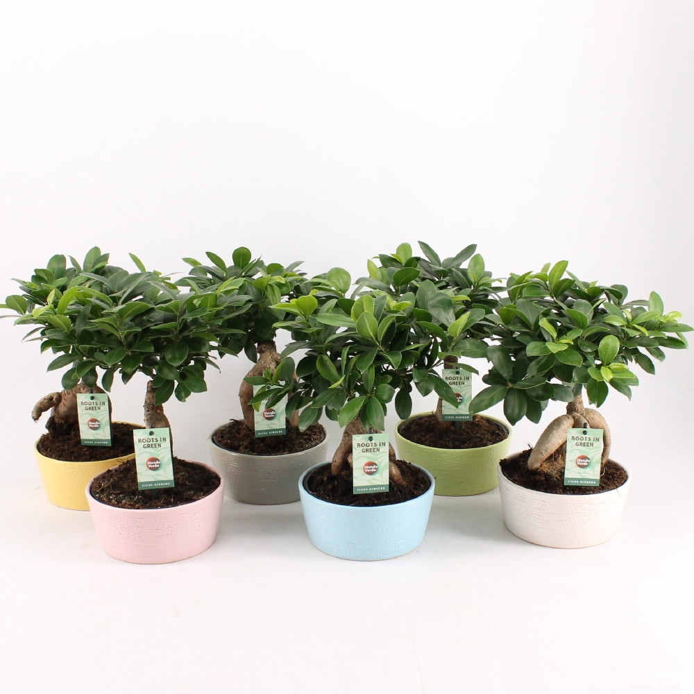Vazoninis augalas fikusas, vazone, Ø 15, 35 cm, lot. FICUS GINSENG, in ceramic-0