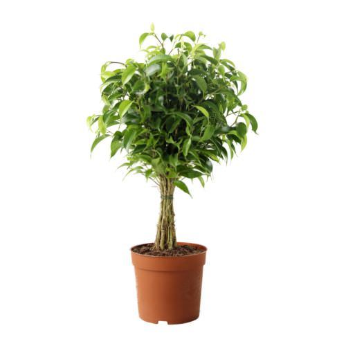 Vazoninis augalas fikusas, Ø 19, 55 cm, lot. FICUS EL MIX-0