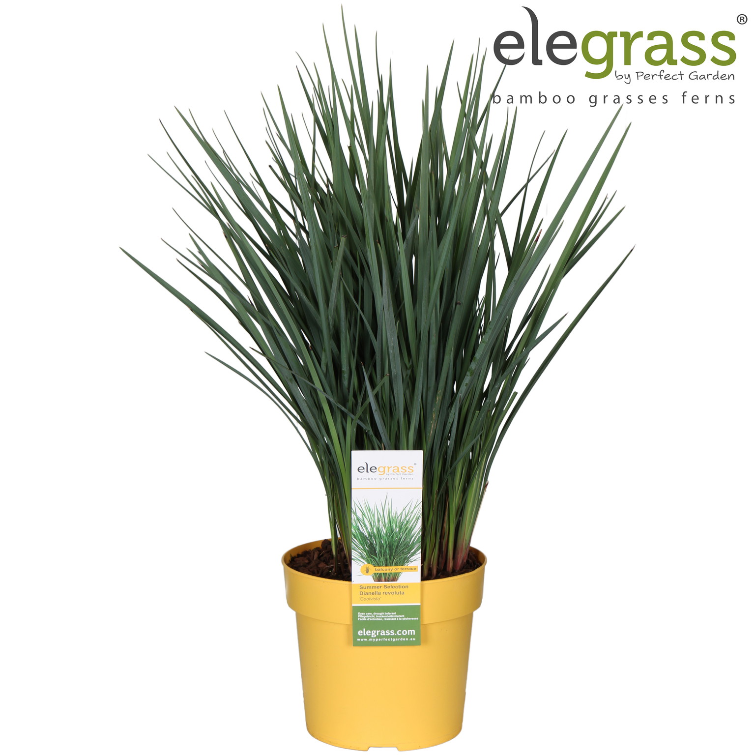 Lauko augalas Figmedis, Ø 15, 45 cm, lot. Ficus carica prec. de Dalmatie-0