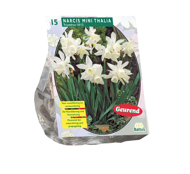 Narcizų svogūnėliai, lot. NARCIS MINI THALIA, 15 vnt-0