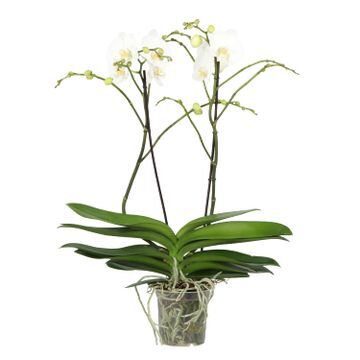 Vazoninis augalas orchidėja, Ø 21, 55 cm, lot. VANDA