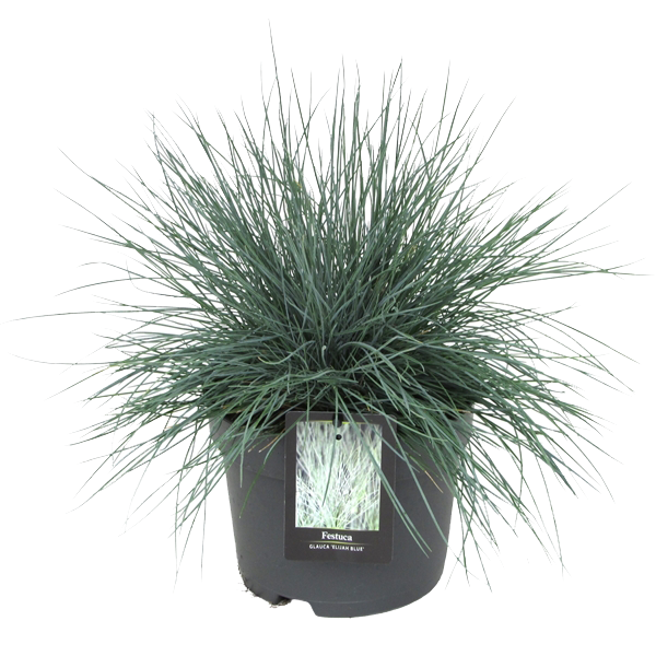 Lauko augalas eraičinas, Ø 17, 30 cm, lot. Festuca mix-0