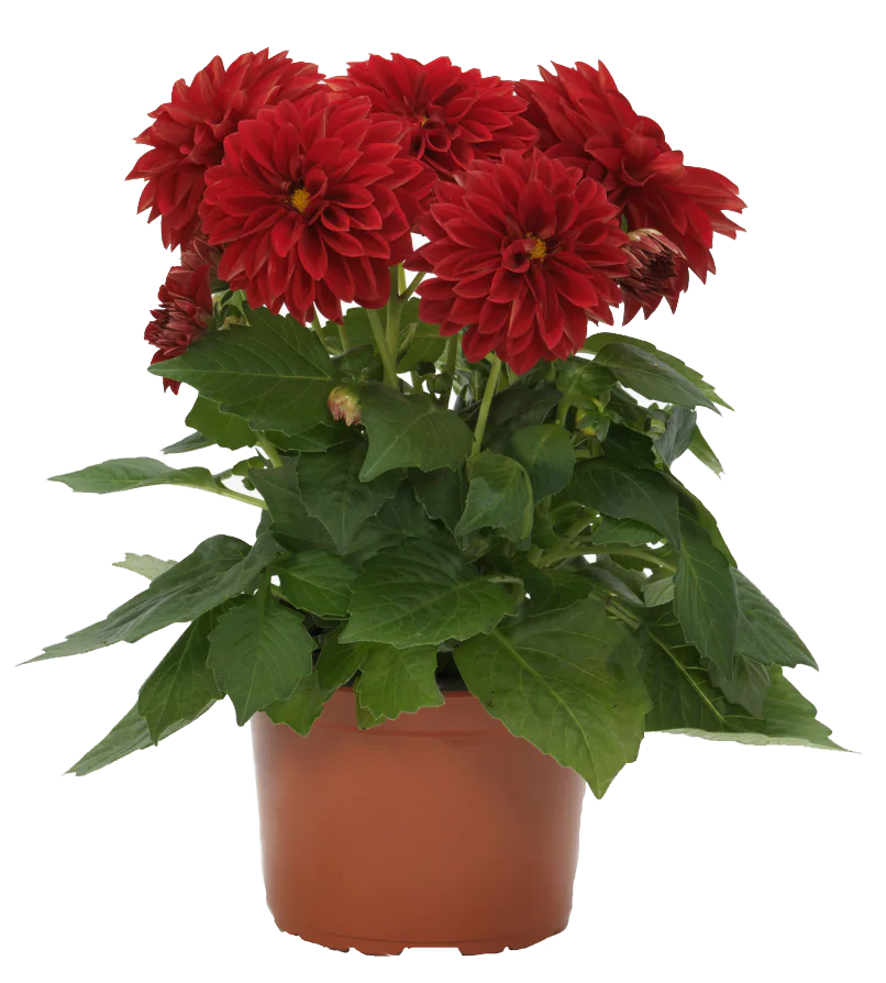 Lauko augalas jurginas, Ø 12, lot. DAHLIA-0