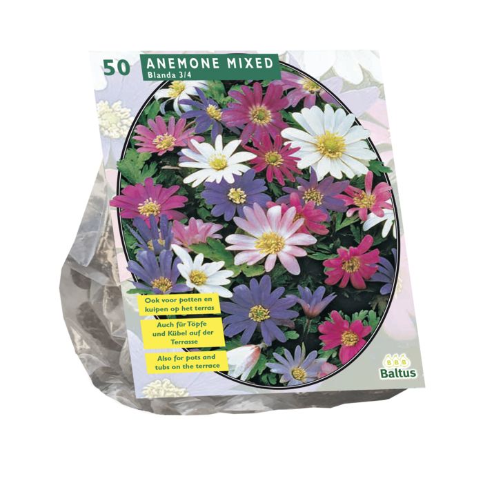 Plukių svogūnėliai, lot. ANEMONE BLANDA MIX, 50 vnt-0