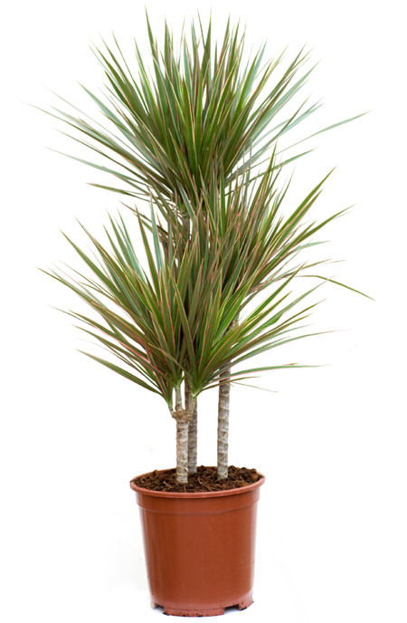 Vazoninis augalas dracena, Ø 30, 190 cm, 120-90-60-30-15 cm, lot. Dracaena Marginata-0