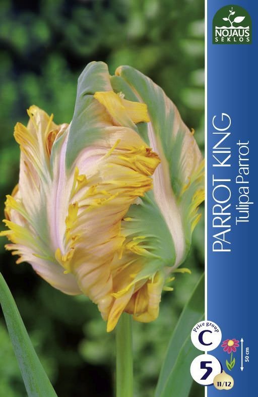 Tulpių svogūnėliai, lot. Tulipa Parrot King, 5 vnt.