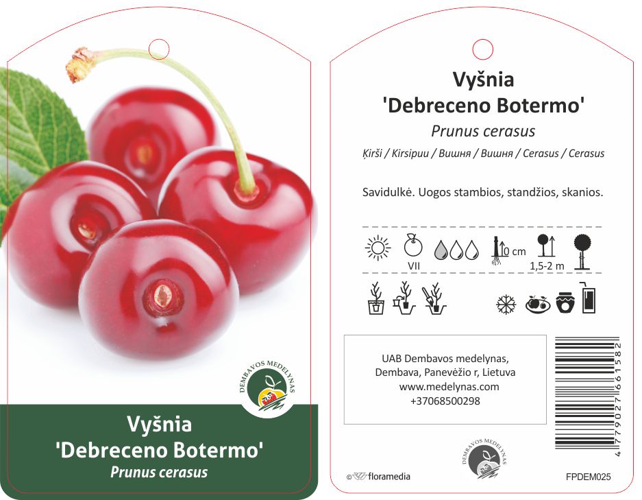 Vaismedis vyšnia, DEBRECENO, lot. PRUNUS CERASUS-0