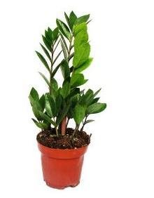 Vazoninis augalas zamiokulkas, Ø 12, 40 cm, lot. ZAMIOCULCAS
