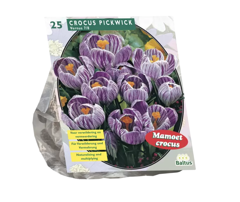 Krokų svogūnėliai, lot. CROCUS GROOTBLOEMIG GESTREEPT, 25 vnt-0