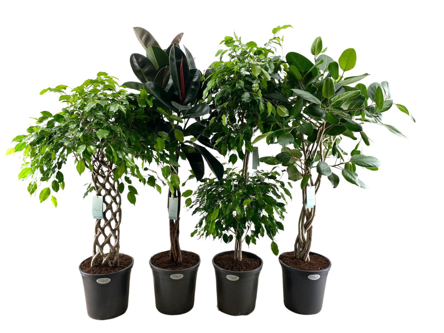 Vazoninis augalas fikusas, Ø 31, 140 cm, lot. FICUS STEM MIX-0