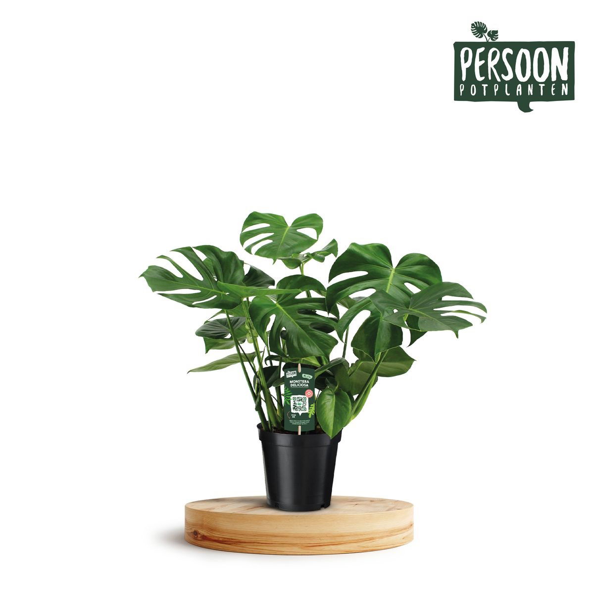 Vazoninis augalas monstera, Ø24, 120 cm, lot. Monstera Pertusum-0