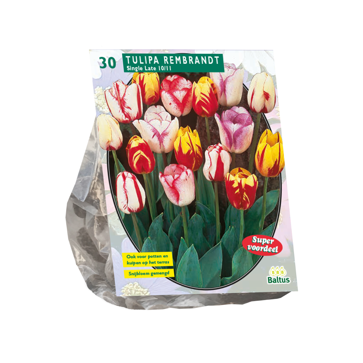 Tulpių svogūnėliai, lot. TULIPA REMBRANDT MIX, 12 vnt-0