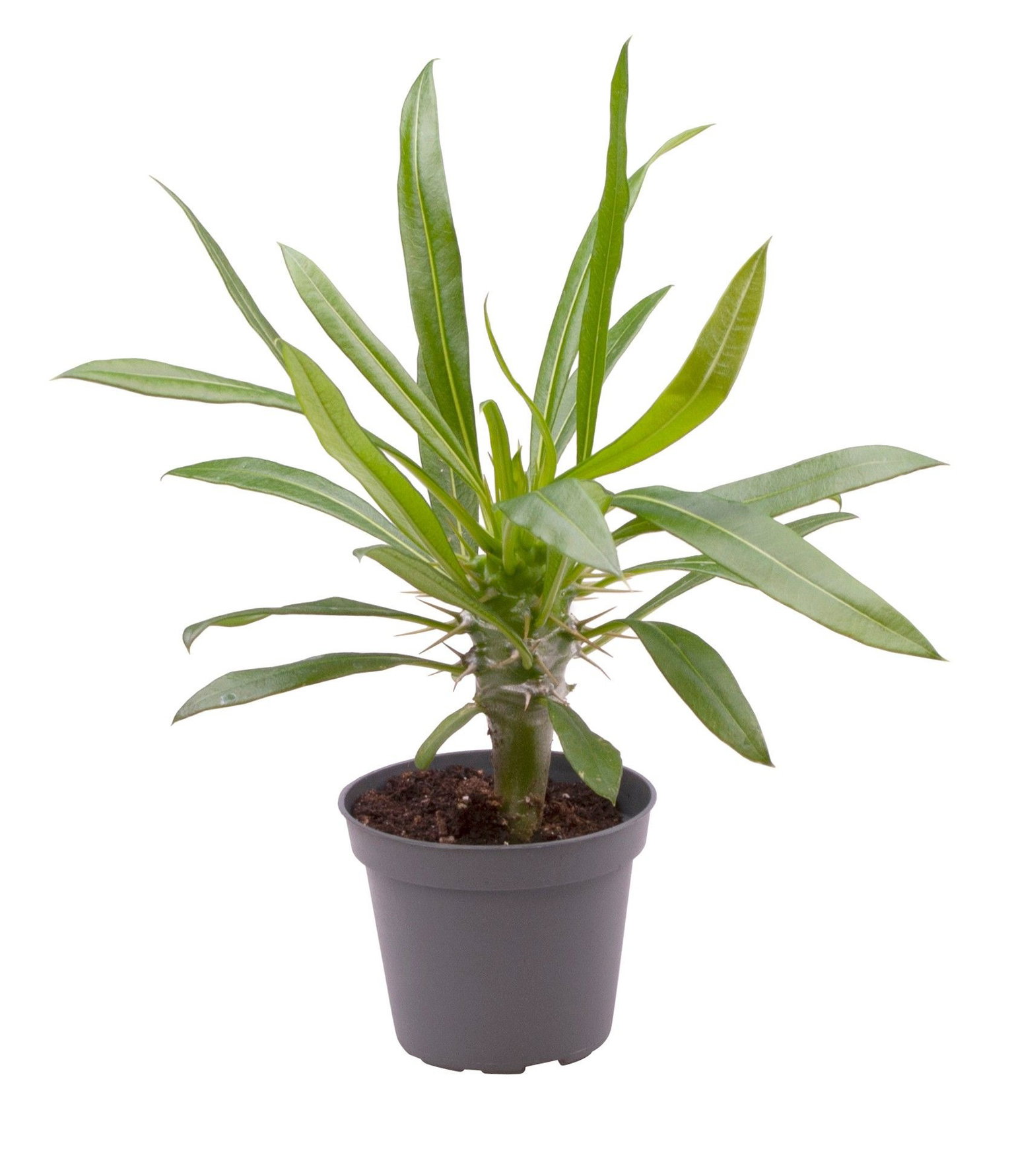 Vazoninis augalas Tukvis, Ø 6, 15 cm, lot. Pachypodium Lamerei-0