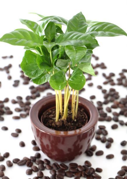 Vazoninis augalas kavamedis, Ø 7, 15 cm, lot. COFFEA-0