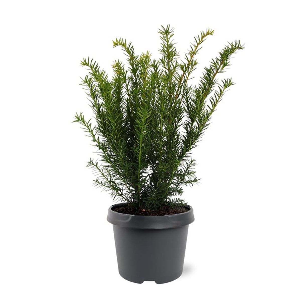 Lauko augalas kukmedis, Ø 19, 30 cm, lot. Taxus media Farmen-0