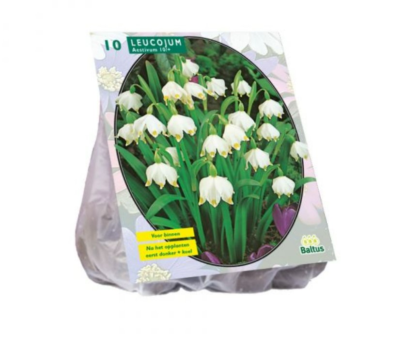 Leukojų svogūnėliai, lot. LEUCOJUM, 10 vnt-0
