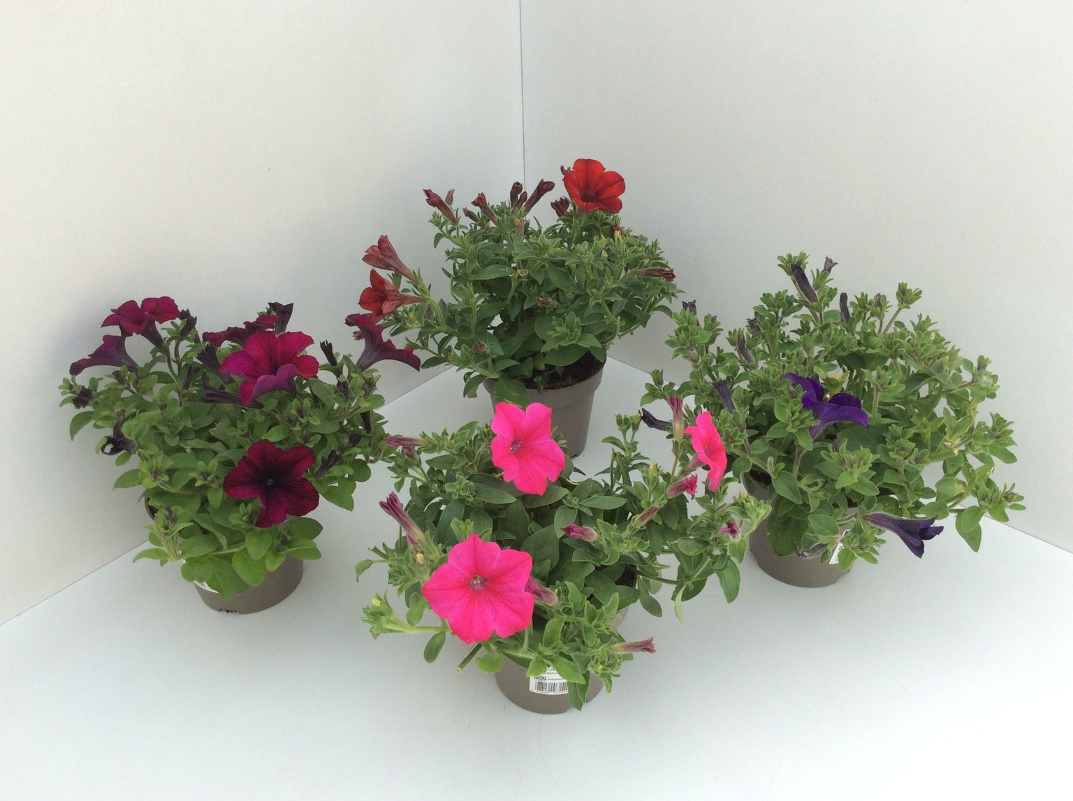 Lauko augalas petunija, Ø 12, 20 cm, lot. Petunia-0
