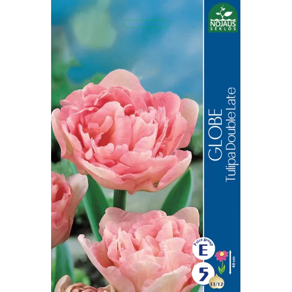 Tulpių svogūnėliai, lot. TULIPA GLOBE, 5 vnt-0