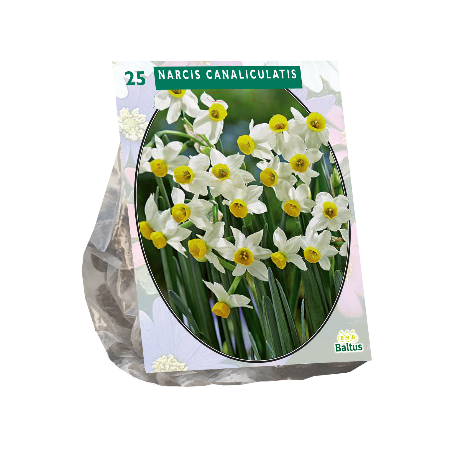 Narcizų svogūnėliai, lot. NARCIS CANALICULATIS, 25 vnt