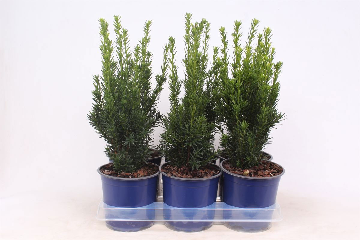 Lauko augalas tarpinis kukmedis, Ø 15, 40 - 45 cm, lot. Taxus media Hillii-0