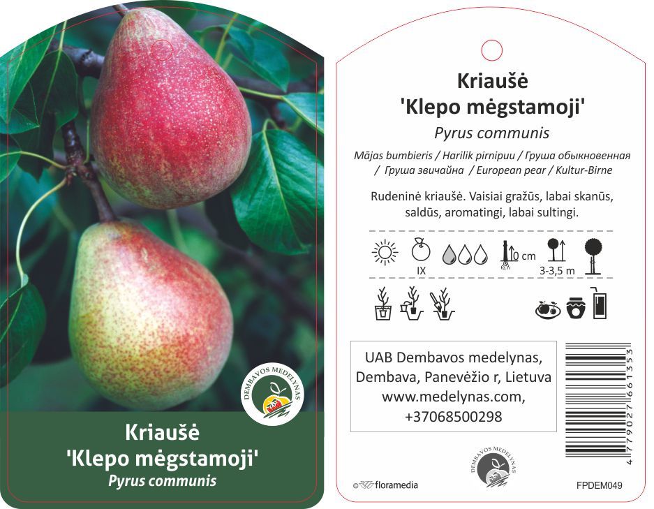 Vaismedis kriaušė KLIAPO, lot. PYRUS DOMESTICA-0