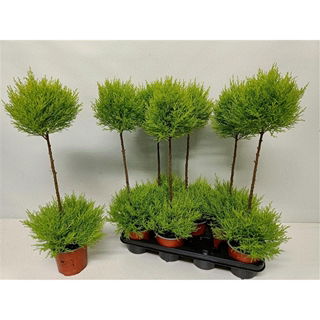 Lauko augalas Kiparisas, Ø 14, 75 cm, lot. Cupressus Goldcrest duo boll-0