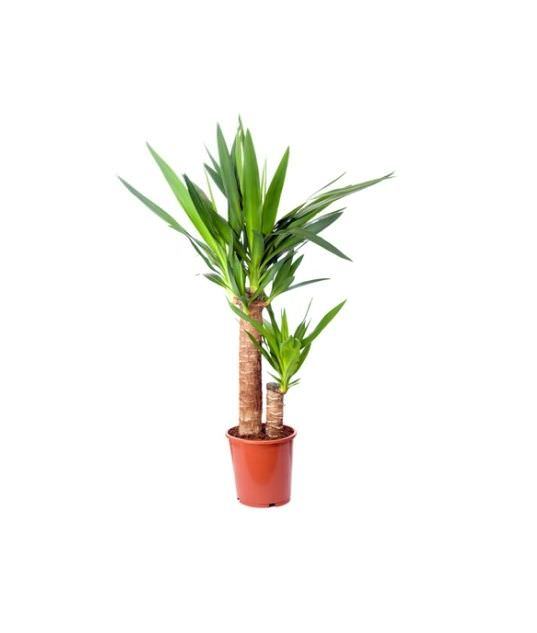 Vazoninis augalas juka, Ø 21, 110 cm, lot. YUCCA ELEPHANTIPES-0