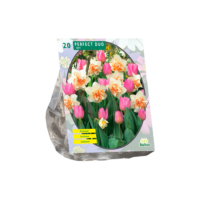 Gėlių svogūnėlių rinkinys, lot. PERFECT DUO, NARCISSUS + TULIPA, 20 vnt