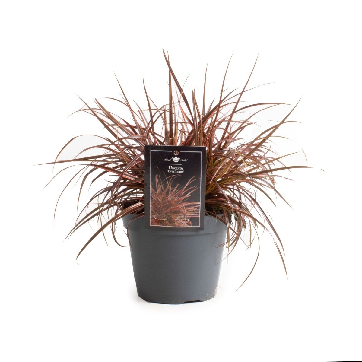 Lauko augalas uncinija, Ø 17, 35 cm, lot. Uncinia-0