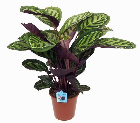 Vazoninis augalas kalatėja, Ø 7, 15 cm, lot. Calathea mix-0
