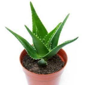 Vazoninis augalas alavijas, Ø 9, 12 cm, lot. ALOE TIKI TAHI