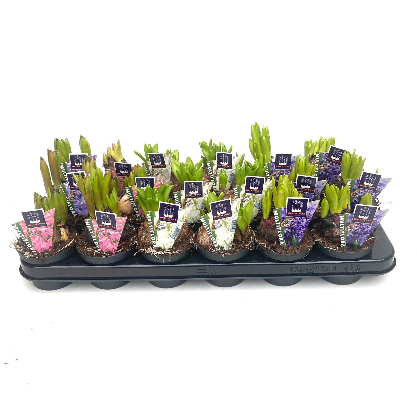 Vazoninis augalas hiacintas, Ø 9 cm, lot. HYACINTHUS-0
