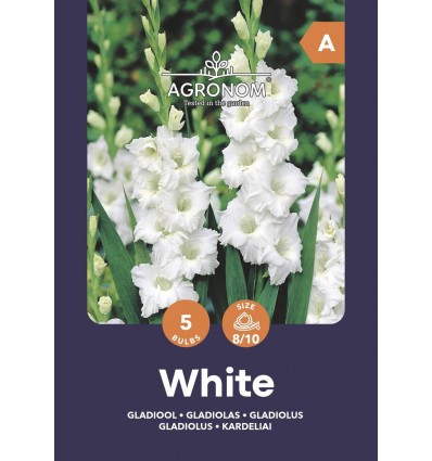 Didžiažiedžių kardelių svogūnėliai, lot. GLADIOLUS WHITE, 5 vnt-0